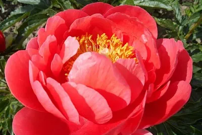 פאזל של flores