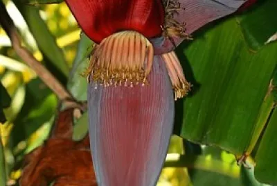 musa acuminata jigsaw puzzle