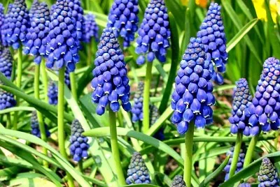 muscari jigsaw puzzle