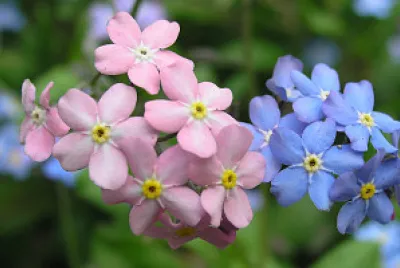 myosotis jigsaw puzzle