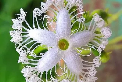 פאזל של flores
