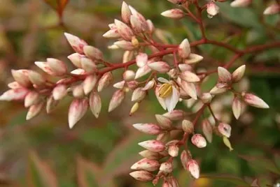 nandina jigsaw puzzle