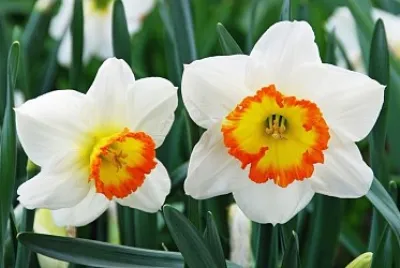 narciso jigsaw puzzle