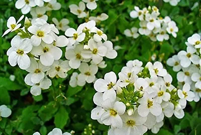 nasturtium officinalis jigsaw puzzle