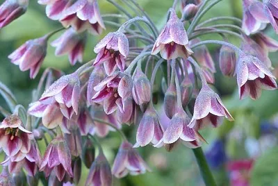 nectaroscordum siculum jigsaw puzzle