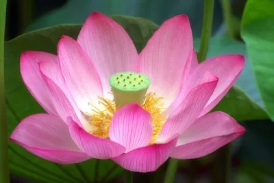 nelumbo jigsaw puzzle