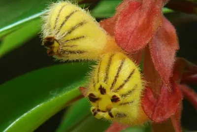 nemathantus jigsaw puzzle