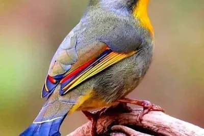 cores