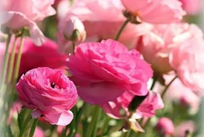 פאזל של flores