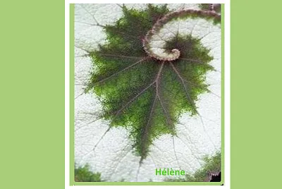 Feuilles en forme escargot
