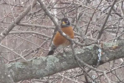 Hello robin red-breast!