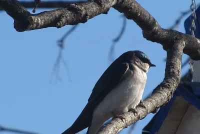 Field swallow