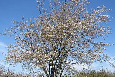 Spring when trees flower