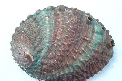 Haliotis corrugata