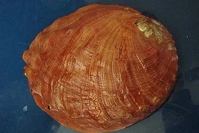 Haliotis gigantea