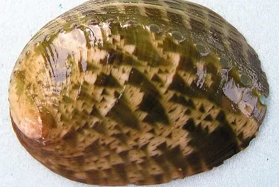 Haliotis glabra