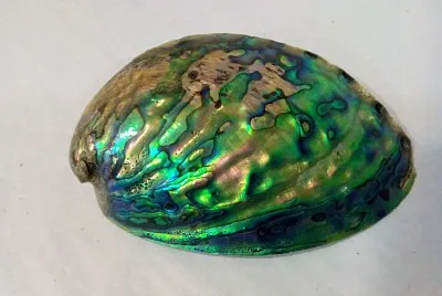 Haliotis iris
