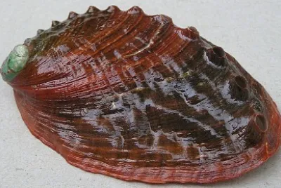 Haliotis kamtschatkana