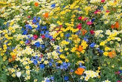 florecitas silvestres jigsaw puzzle