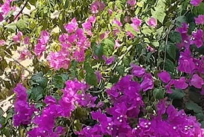 enredadera jigsaw puzzle