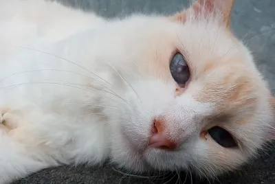 Gatinha Branquinha