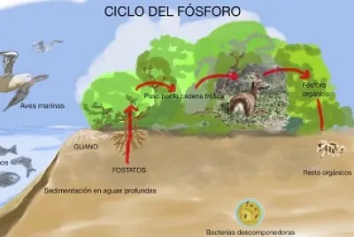 Ciclo del fosforo