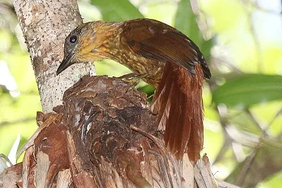 Thripadectes rufobrunneus