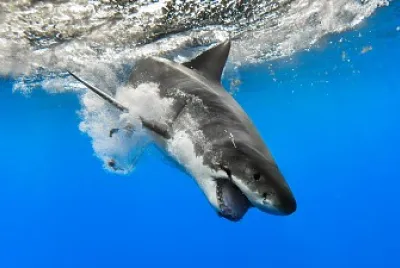 shark jigsaw puzzle
