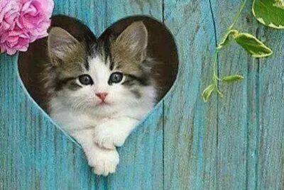 gatito
