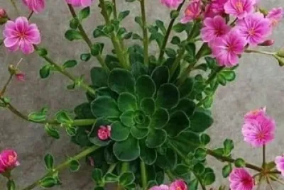 flores