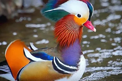 natural