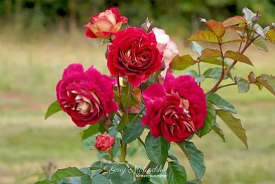 flores