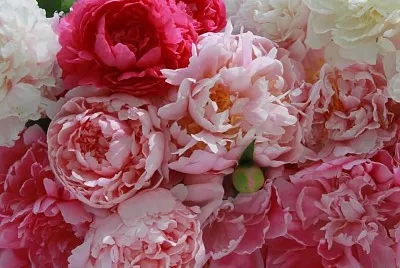 flores