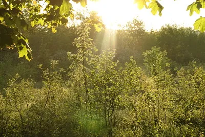Early morning sun
