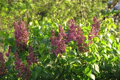 Lilacs almost out!