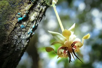 flor de cacao