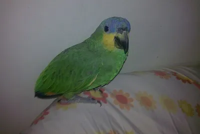 loreta