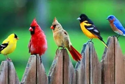 Pajaritos Bellos jigsaw puzzle