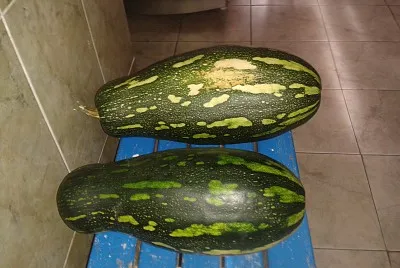 mis auyamas