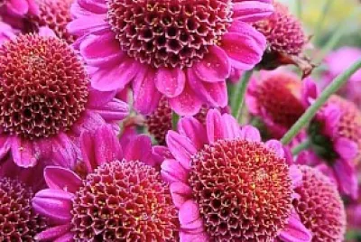 dalias jigsaw puzzle