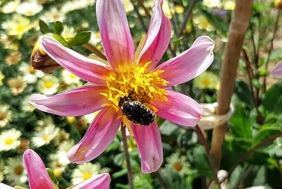 Avec insecte jigsaw puzzle