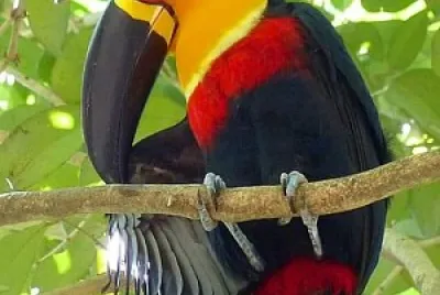 natural