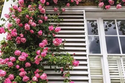 flores