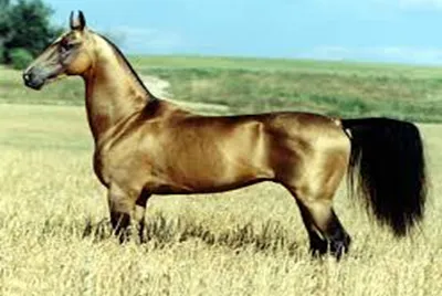 oro