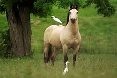 libertad
