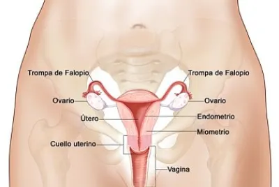 APARATO REPRODUCTOR FEMENINO