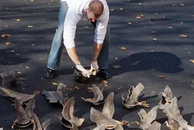 PESCA ILEGAL
