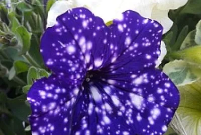 bicolor