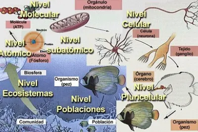 NIVELES DE ORGANIZACION