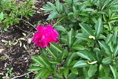 flores